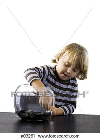 Stock Photo - USA, Utah, Provo, Boy (2-3) touching goldfish in bowl. Fotosearch