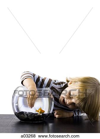 USA, Utah, Provo, Boy (2-3) touching goldfish in bowl View Large Photo Image Stock Photo - USA, Utah, Provo, Boy (2-3) touching goldfish in bowl. Fotosearch