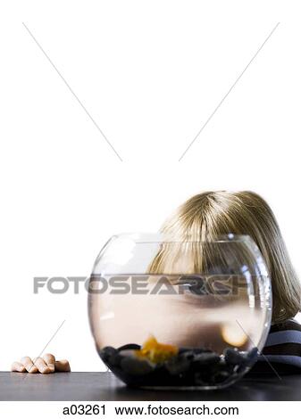 USA, Utah, Provo, Boy (2-3) watching goldfish in bowl View Large Photo Image Stock Image - USA, Utah, Provo, Boy (2-3) watching goldfish in bowl. Fotosearch
