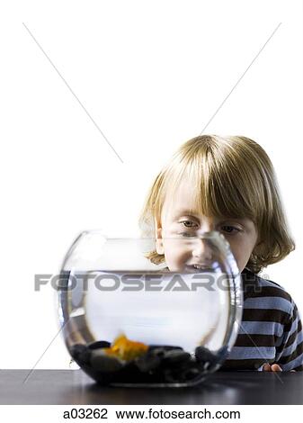 USA, Utah, Provo, Boy (2-3) watching goldfish in bowl View Large Photo Image Stock Image - USA, Utah, Provo, Boy (2-3) watching goldfish in bowl. Fotosearch