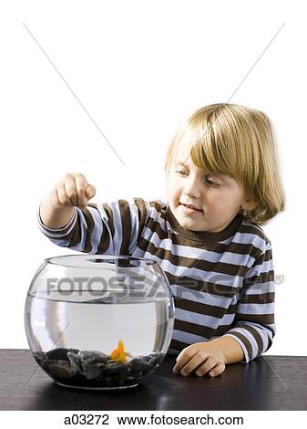 Stock Image - USA, Utah, Provo, Boy (2-3) watching goldfish in bowl. Fotosearch
