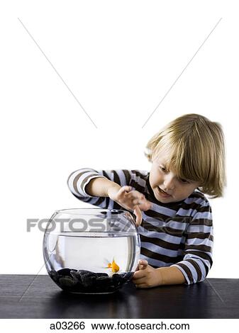 USA, Utah, Provo, Boy (2-3) watching goldfish in bowl View Large Photo Image Stock Photograph - USA, Utah, Provo, Boy (2-3) watching goldfish in bowl. Fotosearch