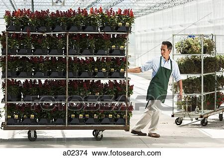 USA, Utah, Salem, Gardener pulling rack of flowers View Large Photo Image Picture - USA, Utah, Salem, Gardener pulling rack of flowers. Fotosearch