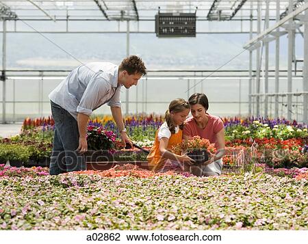 USA, Utah, Salem, girl (8-9) with parents choosing plants in greenhouse View Large Photo Image Stock Image - USA, Utah, Salem, girl (8-9) with parents choosing plants in greenhouse. Fotosearch