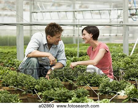 USA, Utah, Salem, mid adult couple choosing plants in greenhouse View Large Photo Image Stock Image - USA, Utah, Salem, mid adult couple choosing plants in greenhouse. Fotosearch