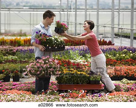 USA, Utah, Salem, mid adult couple choosing plants in greenhouse View Large Photo Image Stock Photograph - USA, Utah, Salem, mid adult couple choosing plants in greenhouse. Fotosearch