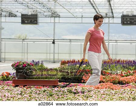 USA, Utah, Salem, mid adult woman choosing plants in greenhouse View Large Photo Image Picture - USA, Utah, Salem, mid adult woman choosing plants in greenhouse. Fotosearch