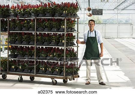 USA, Utah, Salem, portrait of gardener pulling rack of flowers View Large Photo Image Stock Photography - USA, Utah, Salem, portrait of gardener pulling rack of flowers. Fotosearch