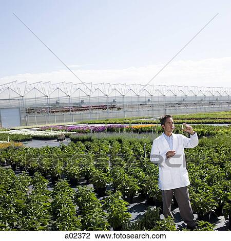 USA, Utah, Salem, Scientist examining sample in plant nursery View Large Photo Image Stock Image - USA, Utah, Salem, Scientist examining sample in plant nursery. Fotosearch