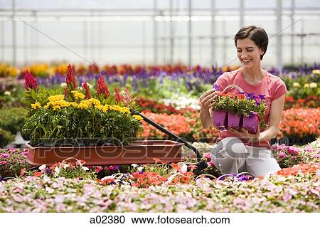 USA, Utah, Salem, woman in plant nursery View Large Photo Image Stock Image - USA, Utah, Salem, woman in plant nursery. Fotosearch