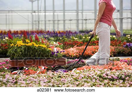 USA, Utah, Salem, woman pulling wagon in plant nursery View Large Photo Image Stock Image - USA, Utah, Salem, woman pulling wagon in plant nursery. Fotosearch
