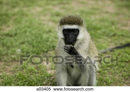 Vervet monkey eating, Africa View Large Photo Image Stock Photography - Vervet monkey eating, Africa. Fotosearch