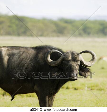 Water Buffalo, Africa View Large Photo Image Stock Image - Water Buffalo, Africa. Fotosearch