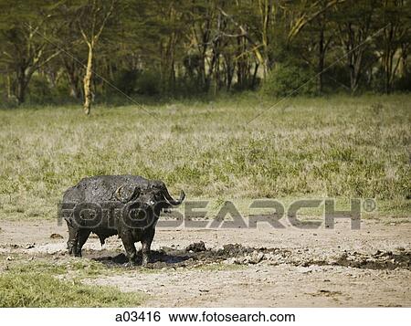Water buffalo covered with mud View Large Photo Image Stock Photograph - Water buffalo covered with mud. Fotosearch