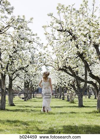 woman in a blossoming orchard View Large Photo Image Stock Photo - woman in a blossoming orchard. Fotosearch