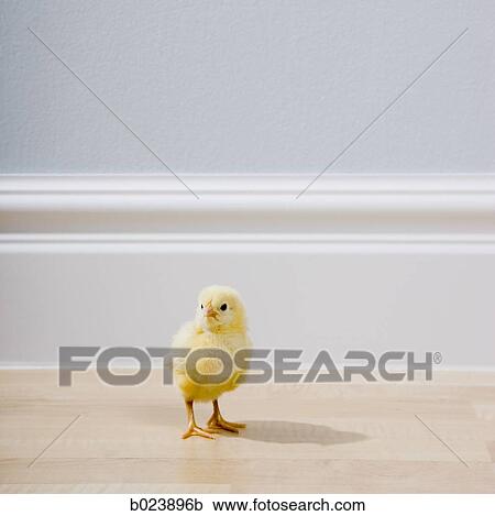 yellow chick View Large Photo Image Stock Image - yellow chick. Fotosearch