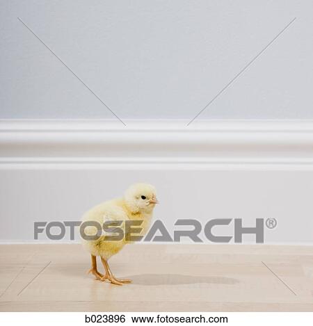 Stock Photograph - yellow chick. Fotosearch