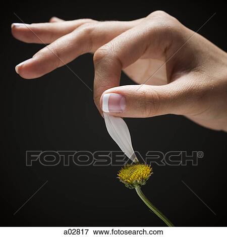 Young woman's hand plucking petal from flower View Large Photo Image Stock Photo - Young woman's hand plucking petal from flower. Fotosearch