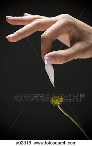 Young woman's hand plucking petal from flower View Large Photo Image Stock Photo - Young woman's hand plucking petal from flower. Fotosearch