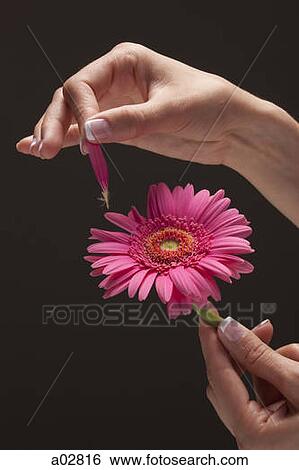 Young woman's hand plucking petal from flower View Large Photo Image Stock Photograph - Young woman's hand plucking petal from flower. Fotosearch