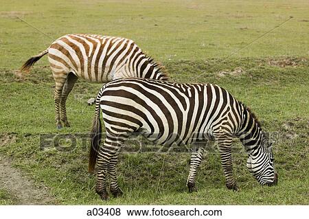 Zebras eating grass, Africa View Large Photo Image Stock Photo - Zebras eating grass, Africa. Fotosearch