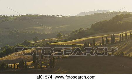 Picture - Aerial view of trees on winding road in farm fields in rural landscape. Fotosearch