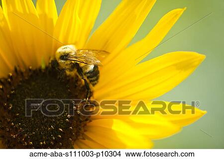 Close up of bee pollinating sunflower View Large Photo Image Picture - Close up of bee pollinating sunflower. Fotosearch