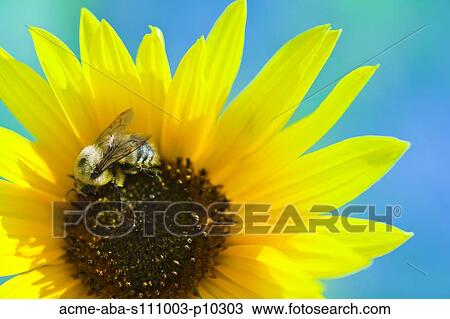 Close up of bee pollinating sunflower View Large Photo Image Stock Image - Close up of bee pollinating sunflower. Fotosearch
