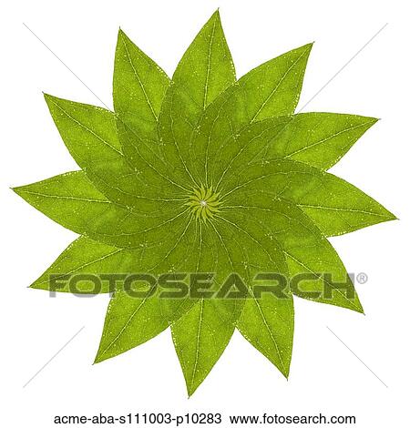 Stock Image - Close up of green leafs in star shape on white background, studio shot. Fotosearch