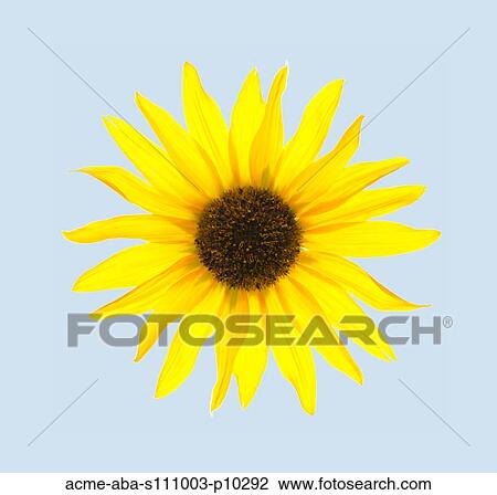 Stock Image - Close up of yellow sunflower on blue background, studio shot. Fotosearch