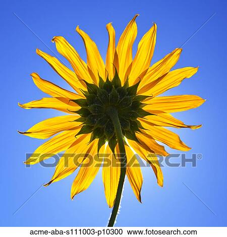 Close up of yellow sunflower on blue background, studio shot View Large Photo Image Stock Image - Close up of yellow sunflower on blue background, studio shot. Fotosearch