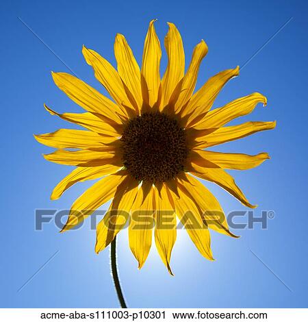 Close up of yellow sunflower on blue background, studio shot View Large Photo Image Stock Image - Close up of yellow sunflower on blue background, studio shot. Fotosearch