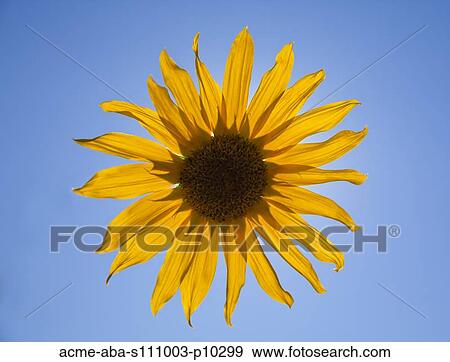 Stock Photo - Close up of yellow sunflower on blue background, studio shot. Fotosearch