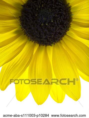 Picture - Close up of yellow sunflower on white background, studio shot. Fotosearch