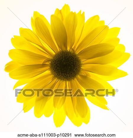 Close up of yellow sunflower on white background, studio shot View Large Photo Image Stock Image - Close up of yellow sunflower on white background, studio shot. Fotosearch