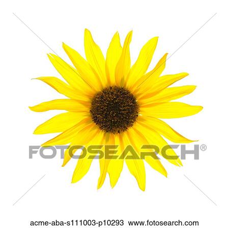 Stock Image - Close up of yellow sunflower on white background, studio shot. Fotosearch