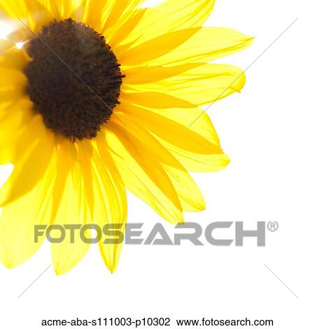 Close up of yellow sunflower on white background, studio shot View Large Photo Image Stock Image - Close up of yellow sunflower on white background, studio shot. Fotosearch