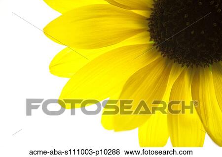 Stock Photo - Close up of yellow sunflower on white background, studio shot. Fotosearch