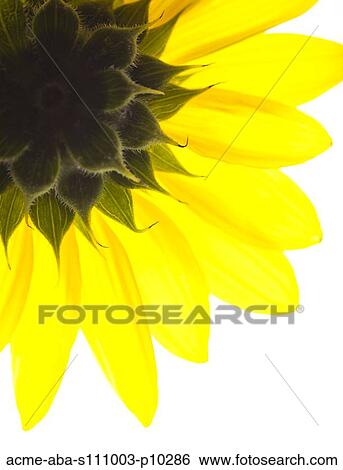 Close up of yellow sunflower on white background, studio shot View Large Photo Image Stock Photograph - Close up of yellow sunflower on white background, studio shot. Fotosearch