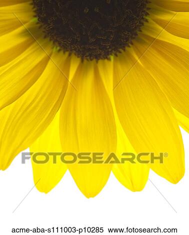 Stock Photography - Close up of yellow sunflower on white background, studio shot. Fotosearch