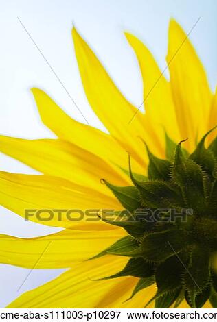 Close up of yellow sunflower View Large Photo Image Stock Photo - Close up of yellow sunflower . Fotosearch