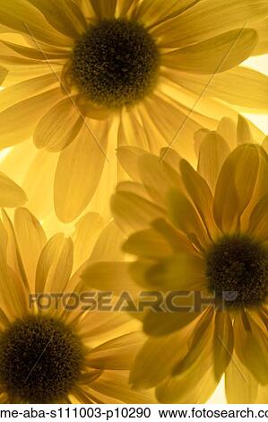 Close up of yellow sunflowers on white background, studio shot View Large Photo Image Stock Image - Close up of yellow sunflowers on white background, studio shot. Fotosearch