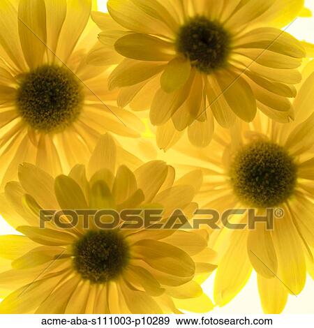 Stock Photo - Close up of yellow sunflowers on white background, studio shot. Fotosearch