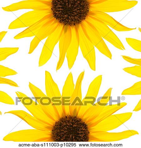 Close up of yellow sunflowers on white background, studio shot View Large Photo Image Stock Photography - Close up of yellow sunflowers on white background, studio shot. Fotosearch