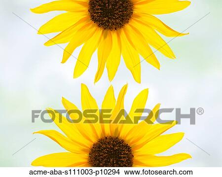 Picture - Close up of yellow sunflowers . Fotosearch