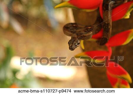 Costa Rica, Close up of Boa Constrictor wrapped on branch with red flower View Large Photo Image Picture - Costa Rica, Close up of Boa Constrictor wrapped on branch with red flower. Fotosearch