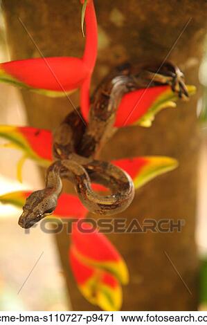 Stock Image - Costa Rica, Close up of Boa Constrictor wrapped on branch with red flower. Fotosearch