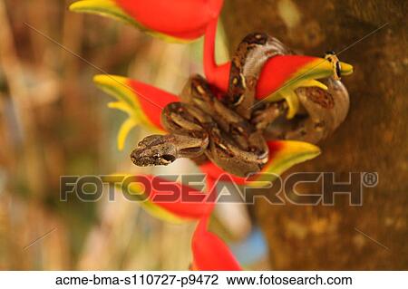 Costa Rica, Close up of Boa Constrictor wrapped on branch with red flower View Large Photo Image Stock Image - Costa Rica, Close up of Boa Constrictor wrapped on branch with red flower. Fotosearch