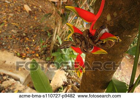 Costa Rica, Close up of Boa Constrictor wrapped on branch with red flower View Large Photo Image Stock Image - Costa Rica, Close up of Boa Constrictor wrapped on branch with red flower. Fotosearch