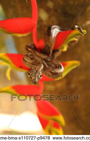 Costa Rica, Close up of Boa Constrictor wrapped on branch with red flower View Large Photo Image Stock Photo - Costa Rica, Close up of Boa Constrictor wrapped on branch with red flower. Fotosearch